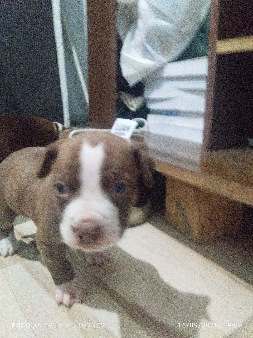 Filhote de Pit Bull  - Foto 4