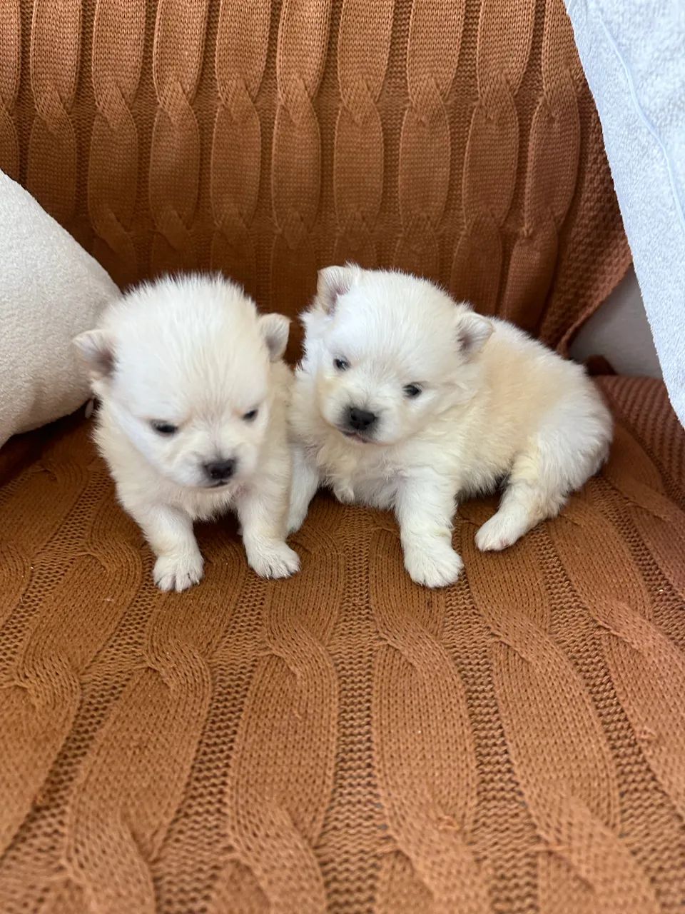 Spitz Machos com Pedigree  - Foto 2