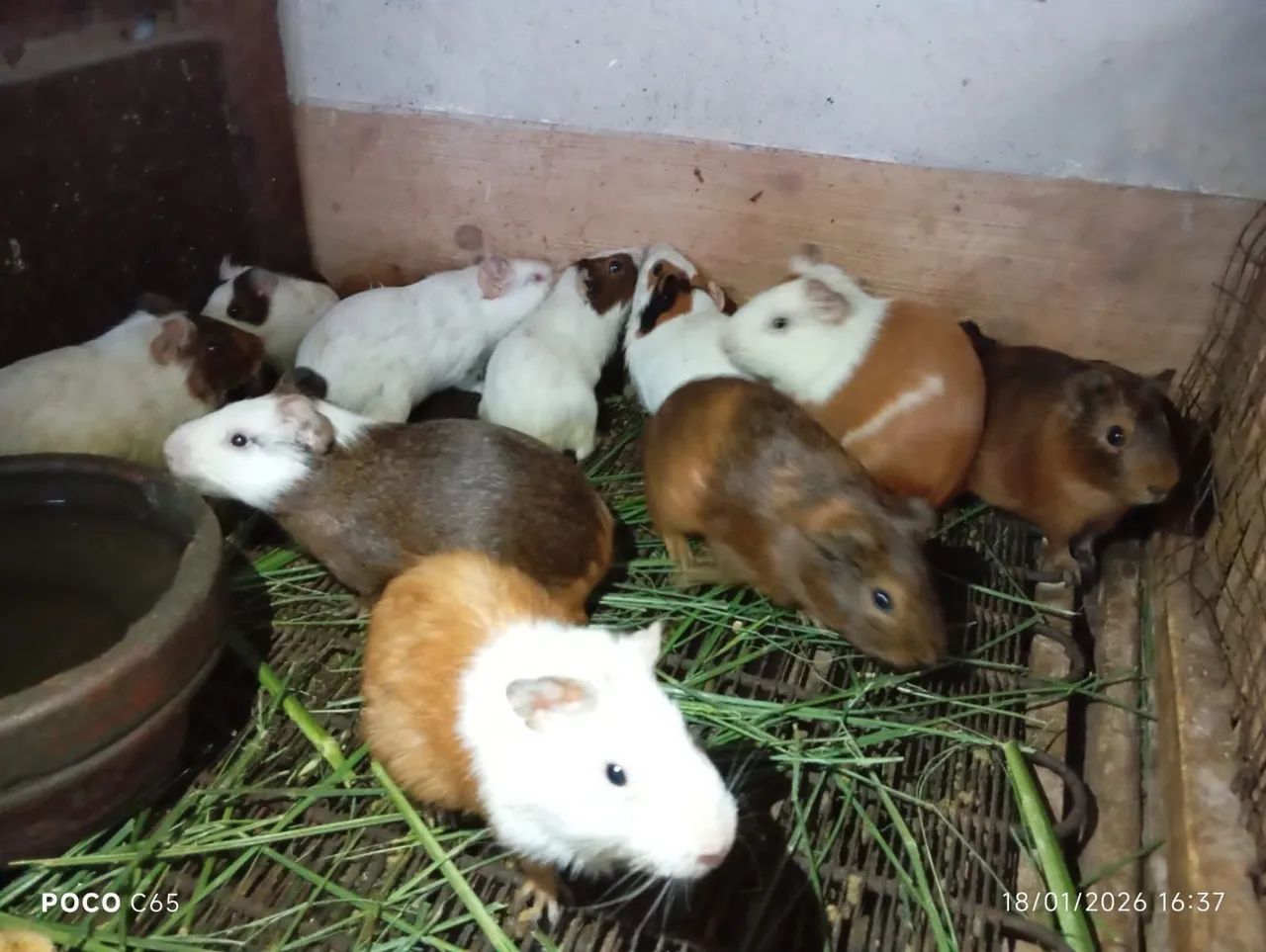 Porquinhos da índia 