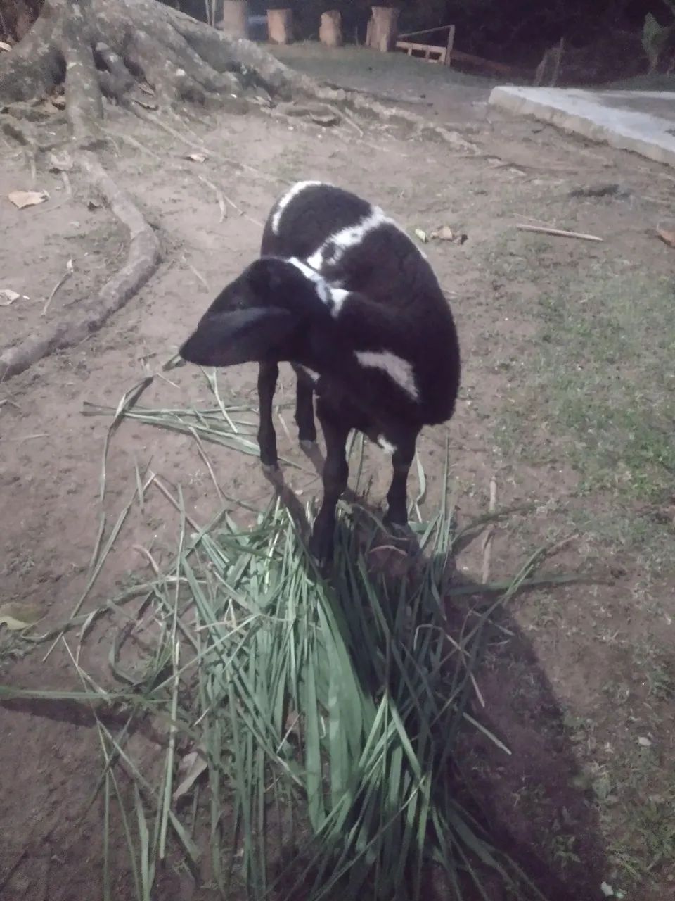 Vendo carneiro macho aproximadamente 22 kilos, 5 meses ..ou troco por casal de ganso 