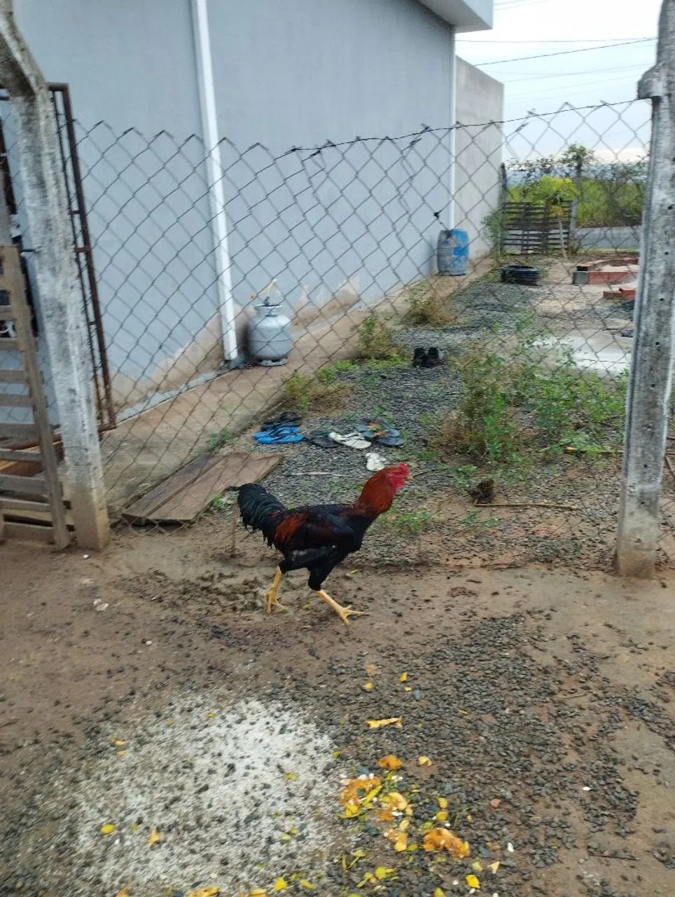 Frangos
