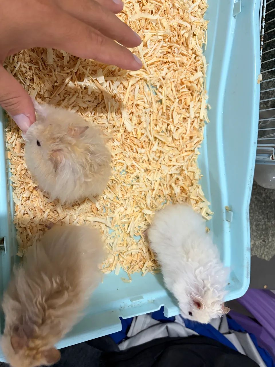 Hamster  - Foto 3