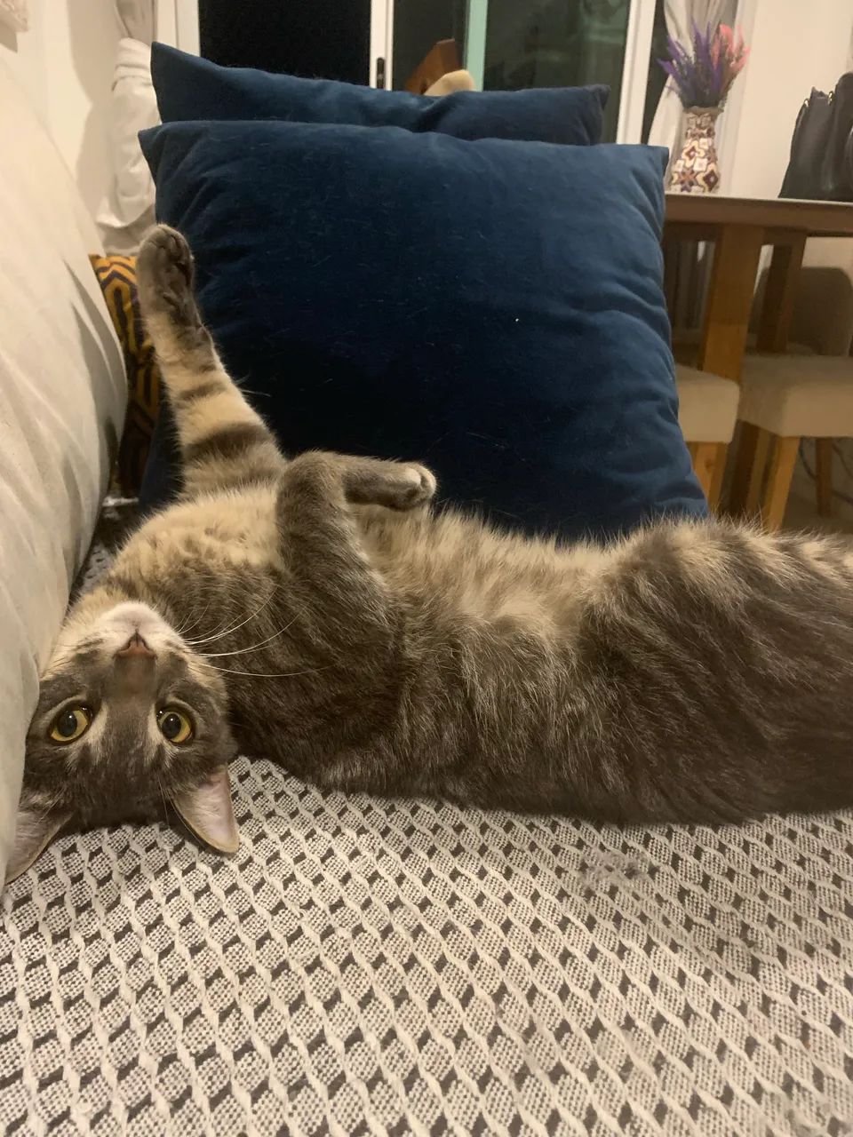 Doação gatinha castrada e saudável  - Foto 4