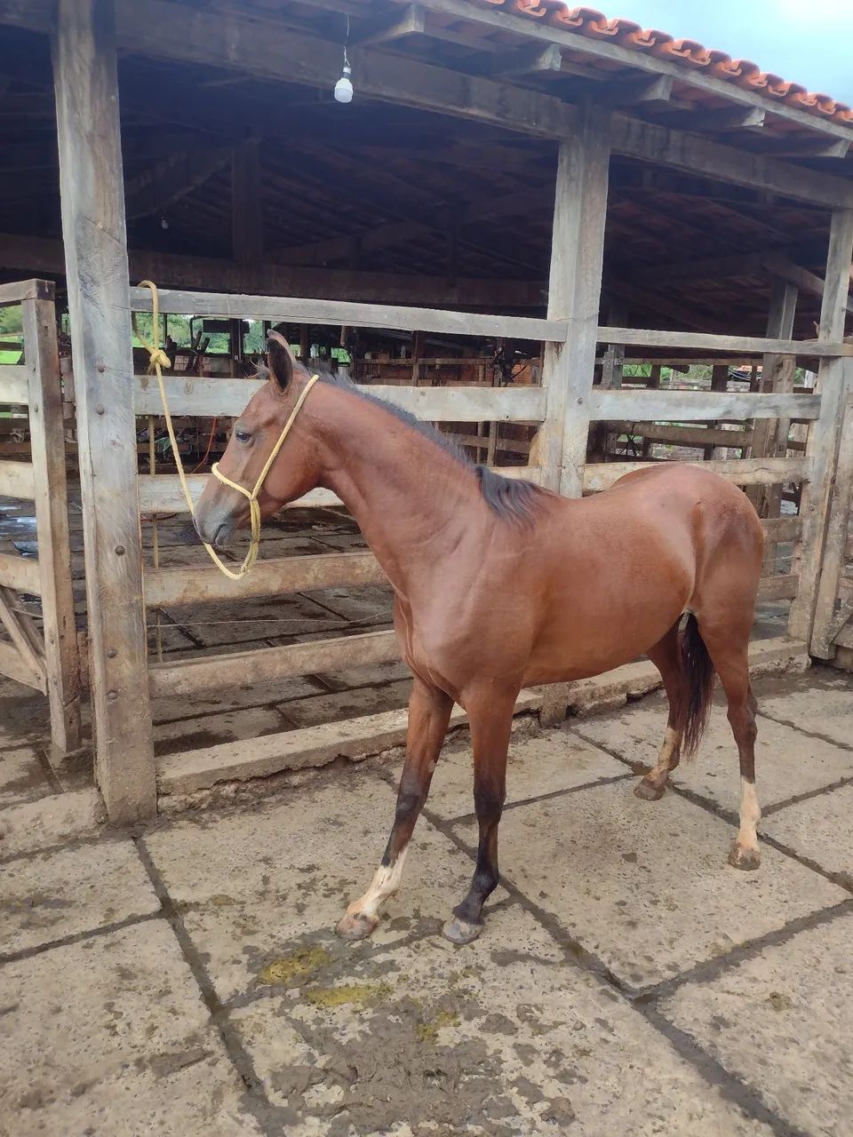 Potra  - Foto 3