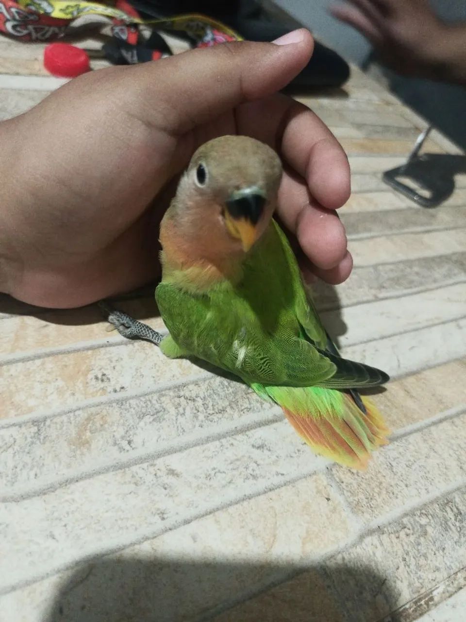 Comedouro - Foto 2