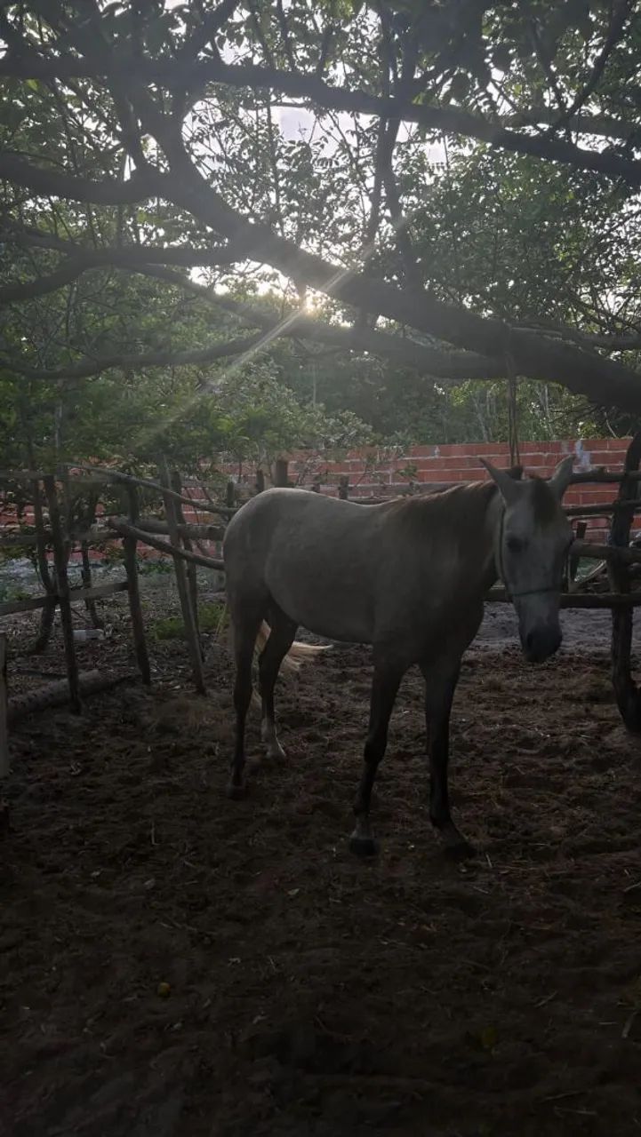 Cavalo a venda  - Foto 2