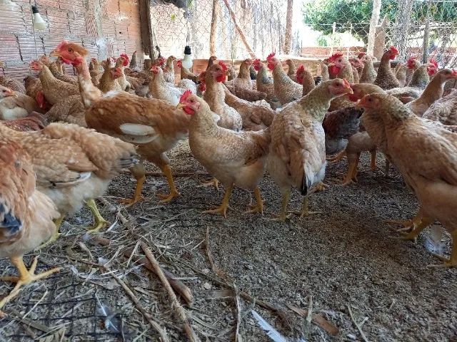 Vendo frango $30