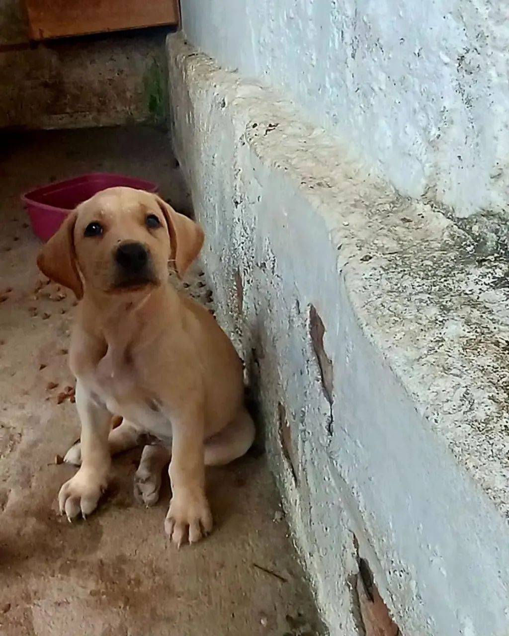ADOÇÃO  - Foto 4