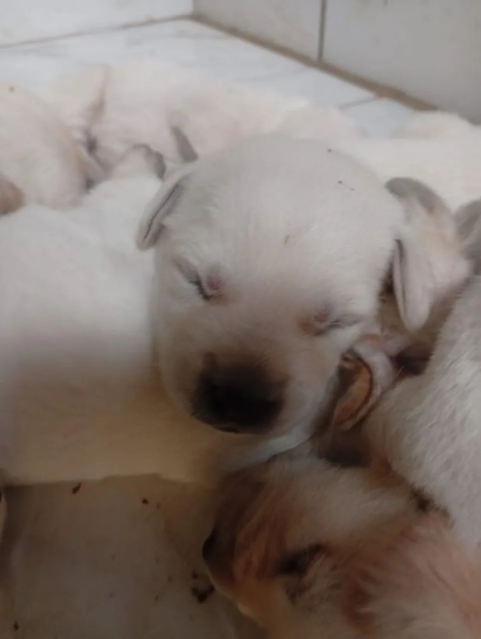 Labrador  - Foto 4