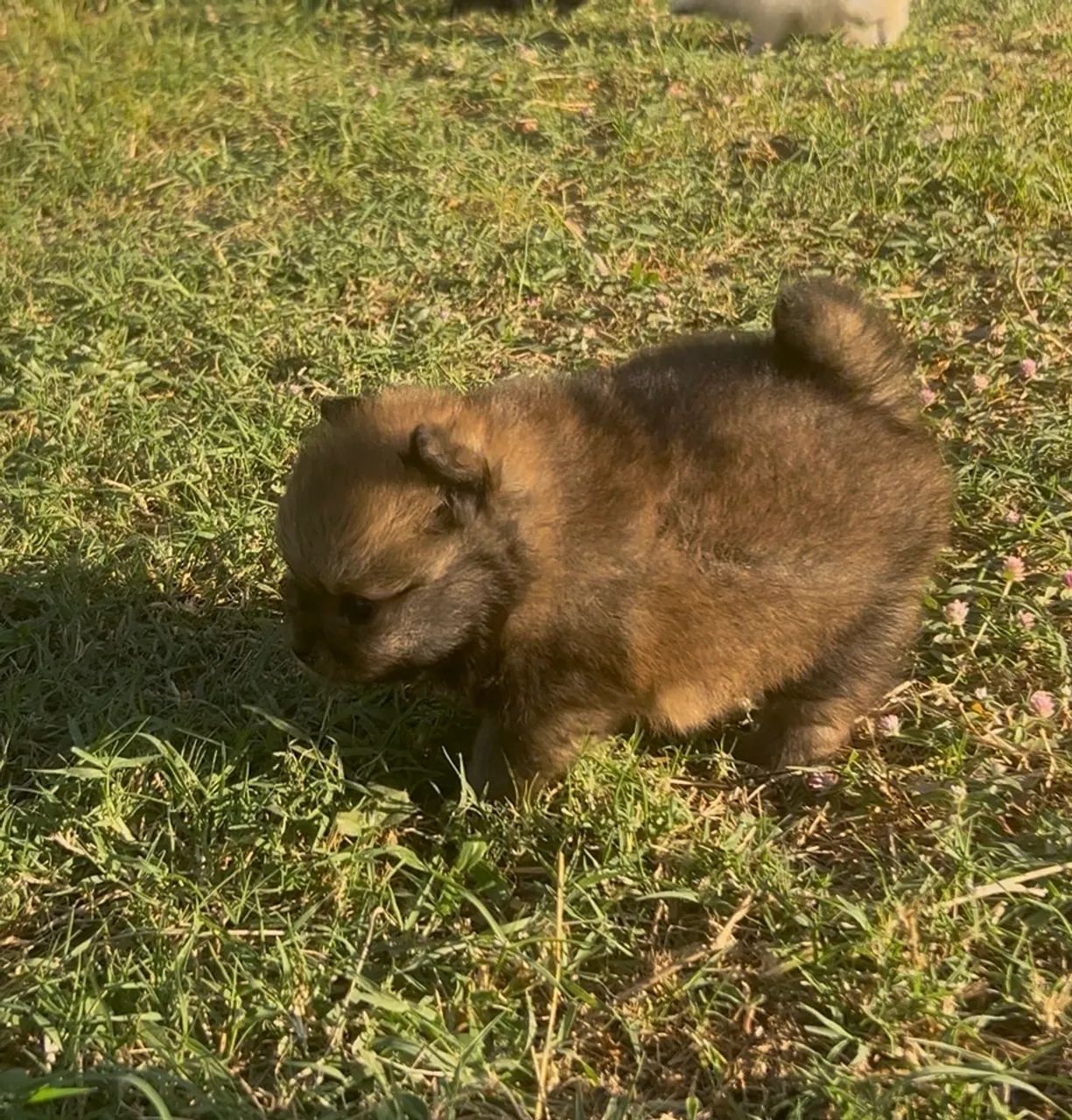 Fêmea de Spitz Alemão 