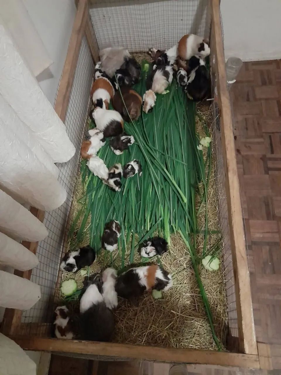 Porquinho da índia  - Foto 2