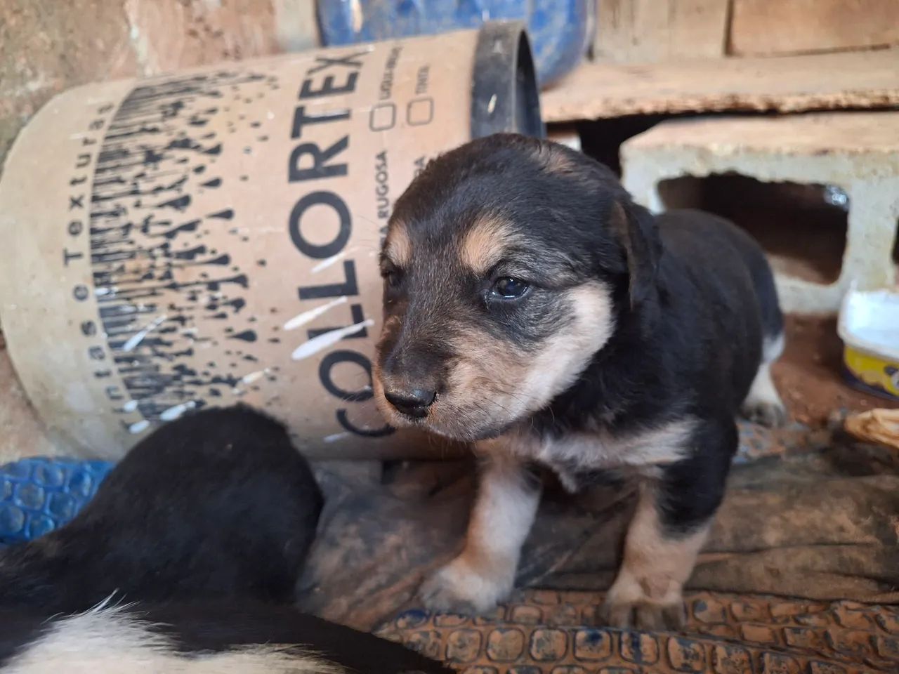 Doação cachorros filhotes  - Foto 2