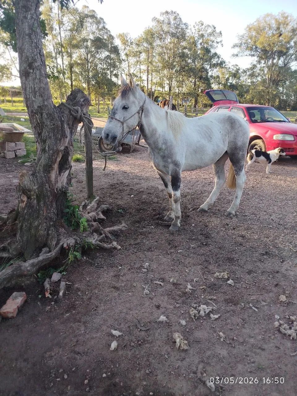 Cavalo domado manso de montaria whats *