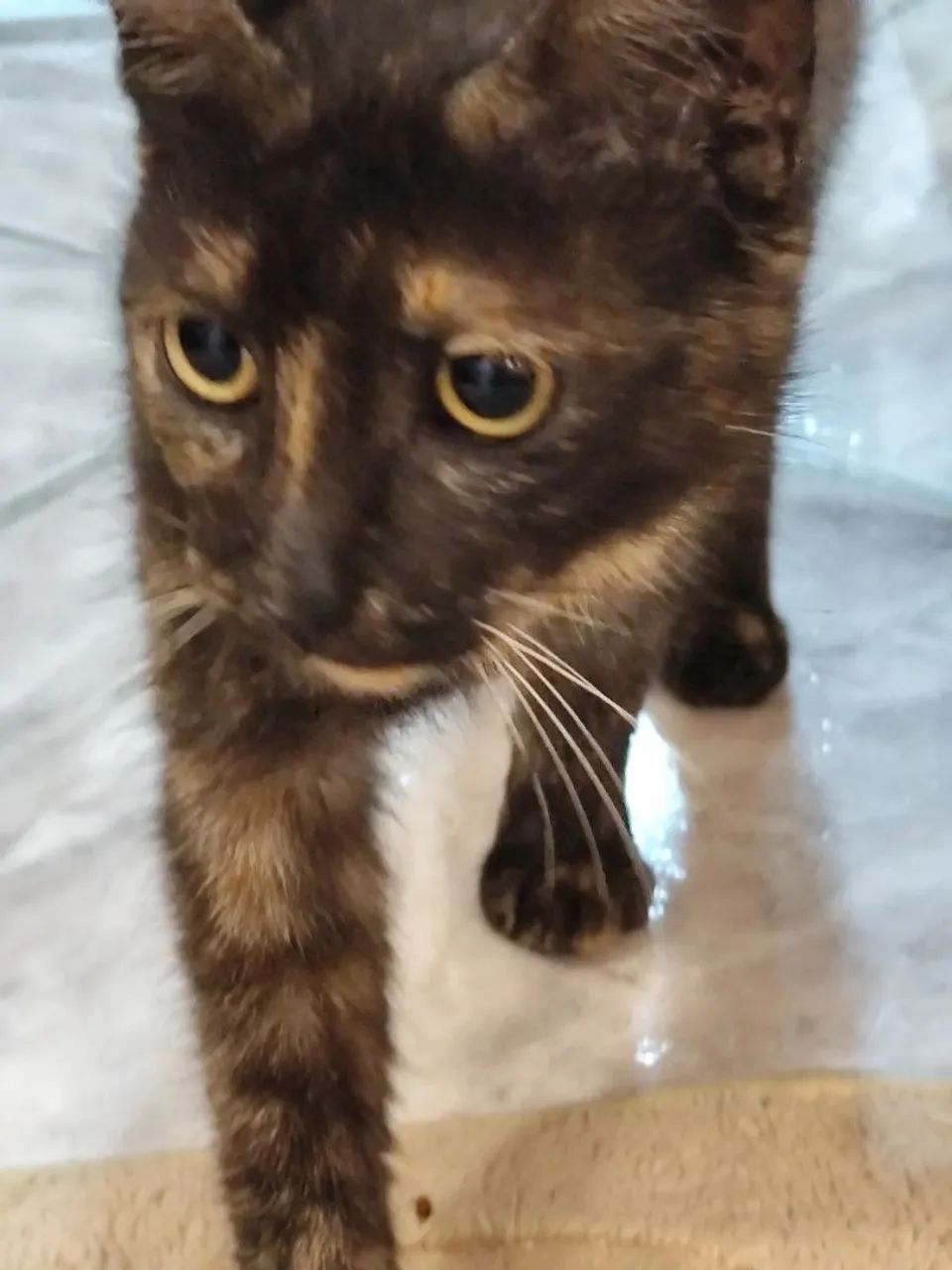 Adoção gato - Foto 4