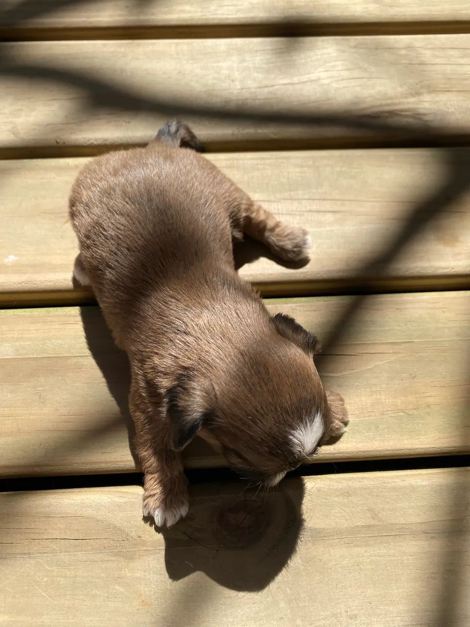 Machinho shihtzu  - Foto 2