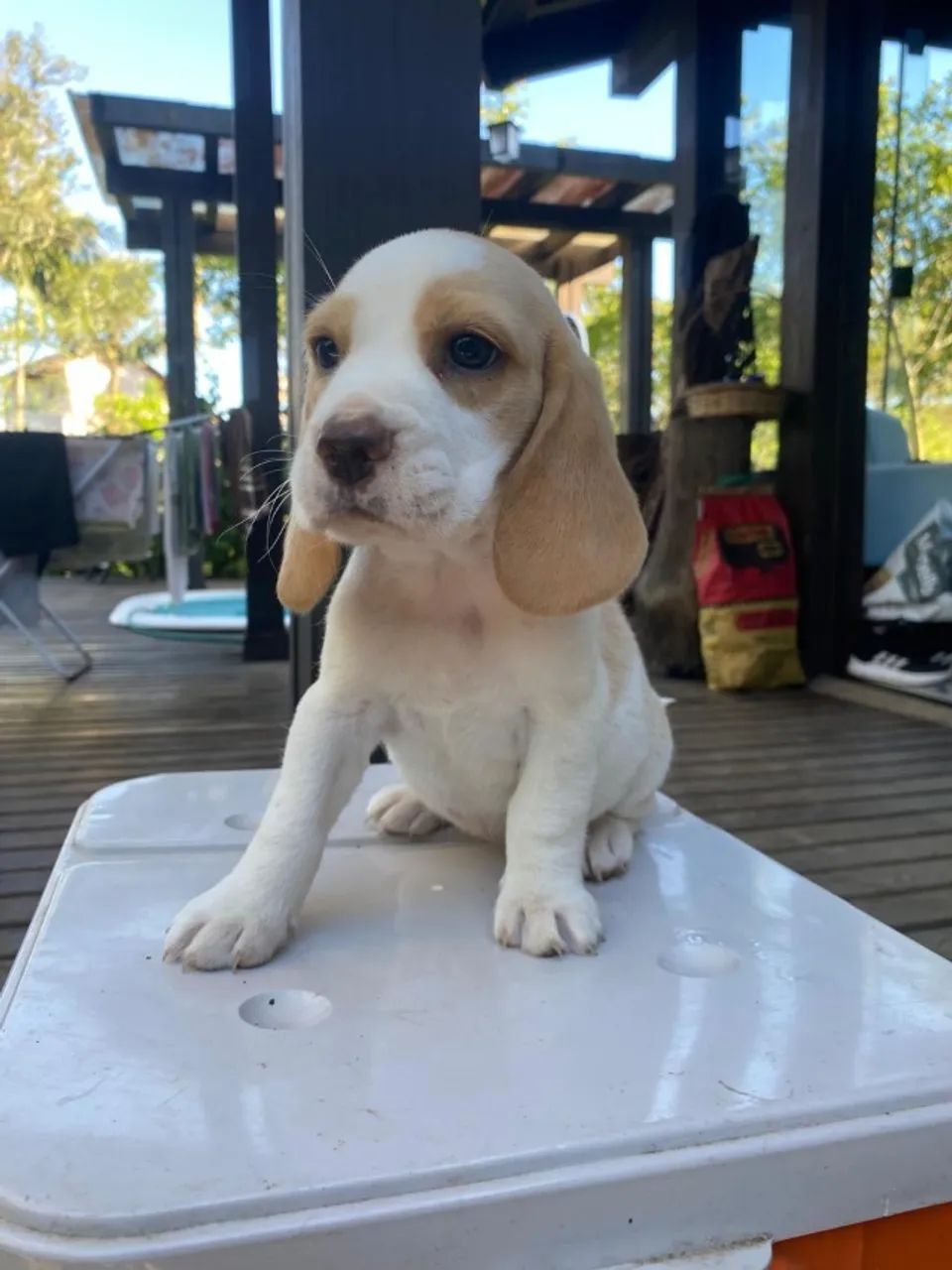 Beagle bicolor