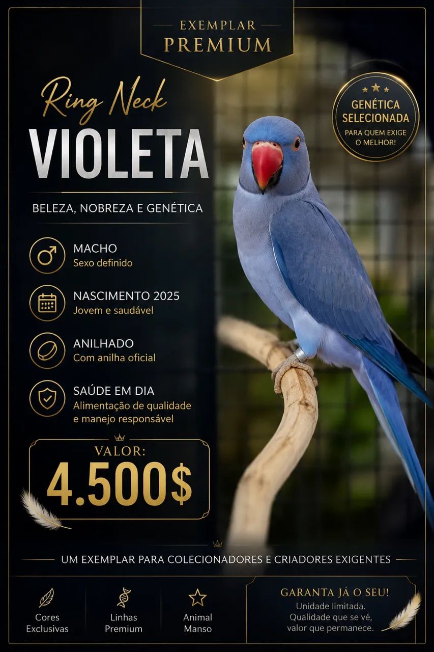 Violeta 