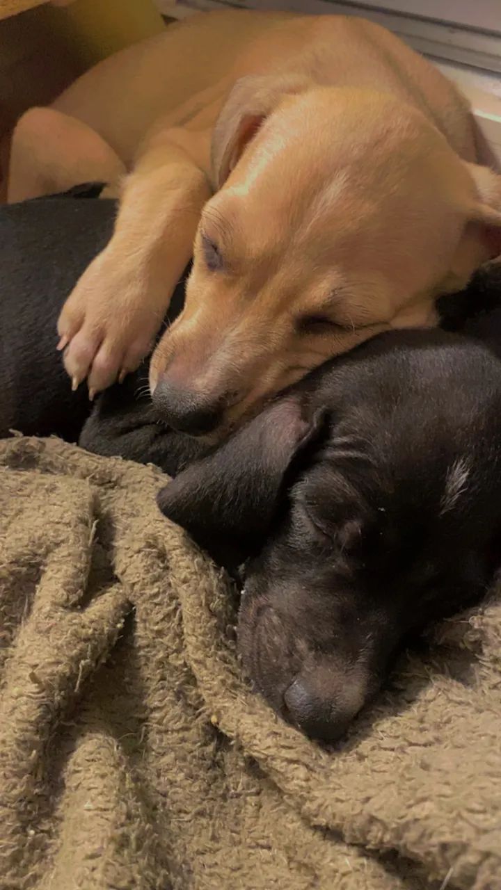 Adote um Pet 