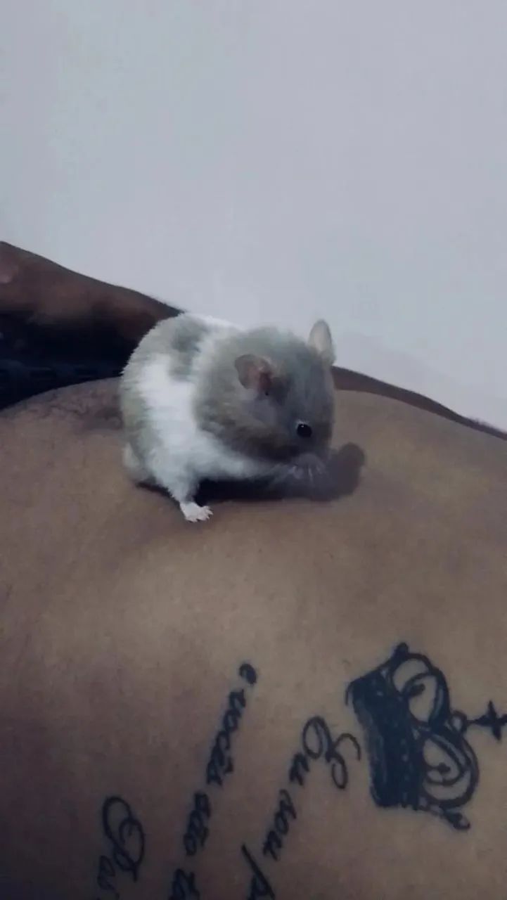 Vendo hamster sírio 