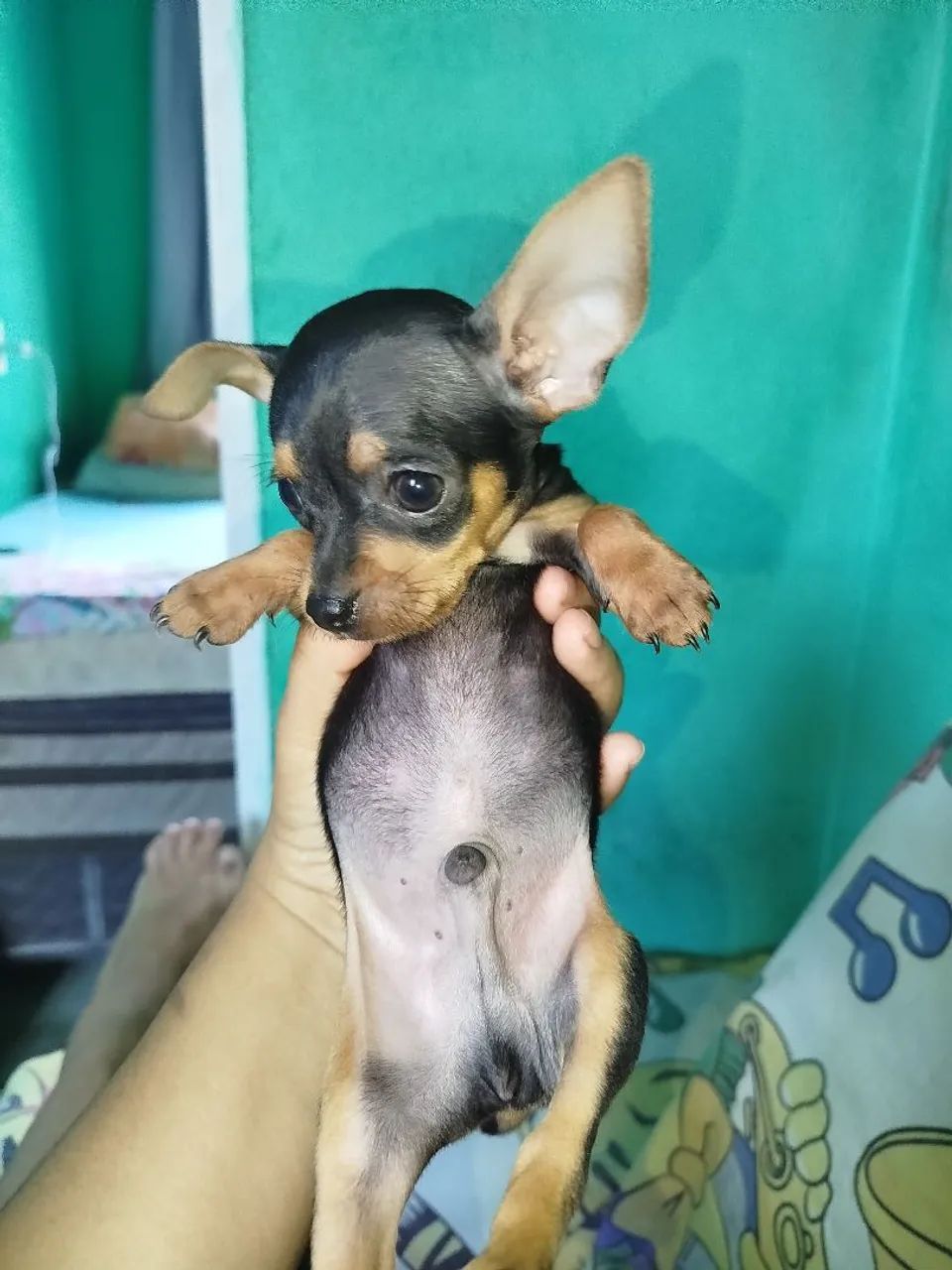 Filhote pinscher  - Foto 4