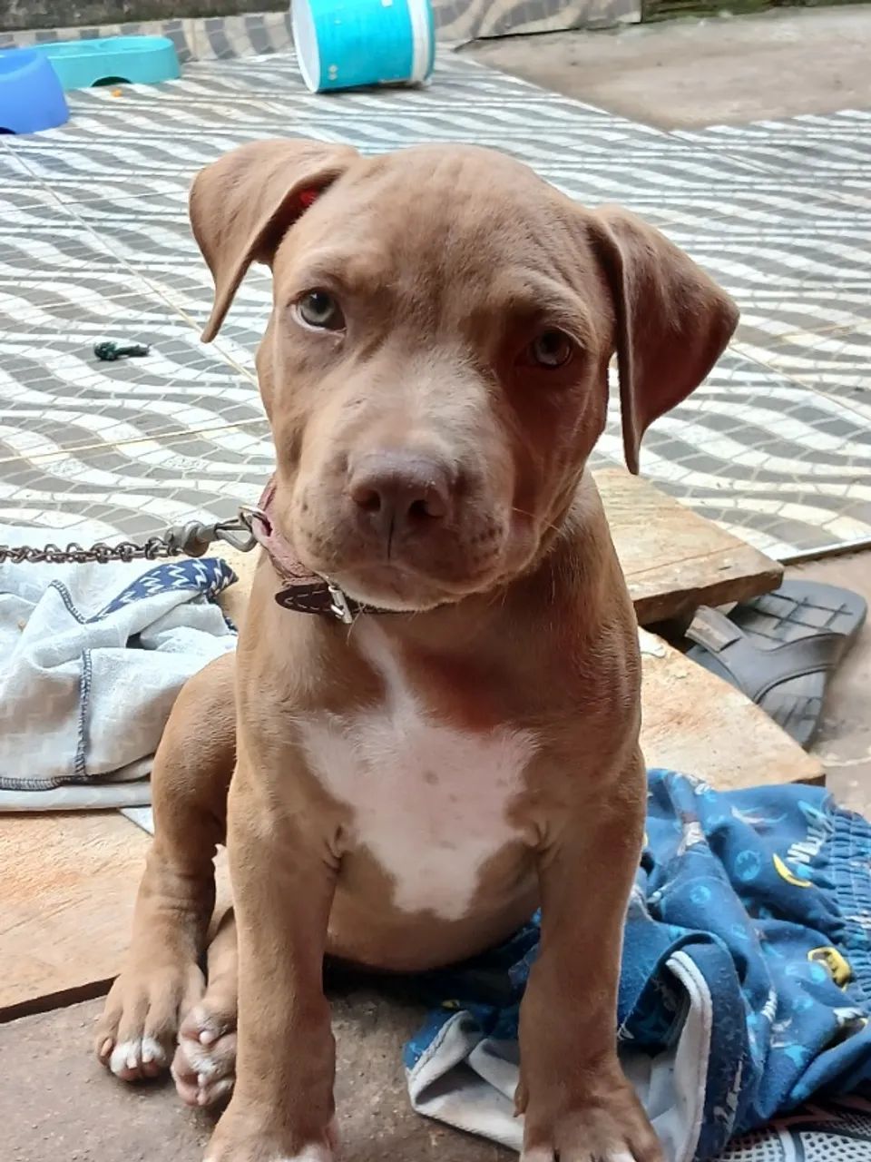 Pitbull Macho  - Foto 2