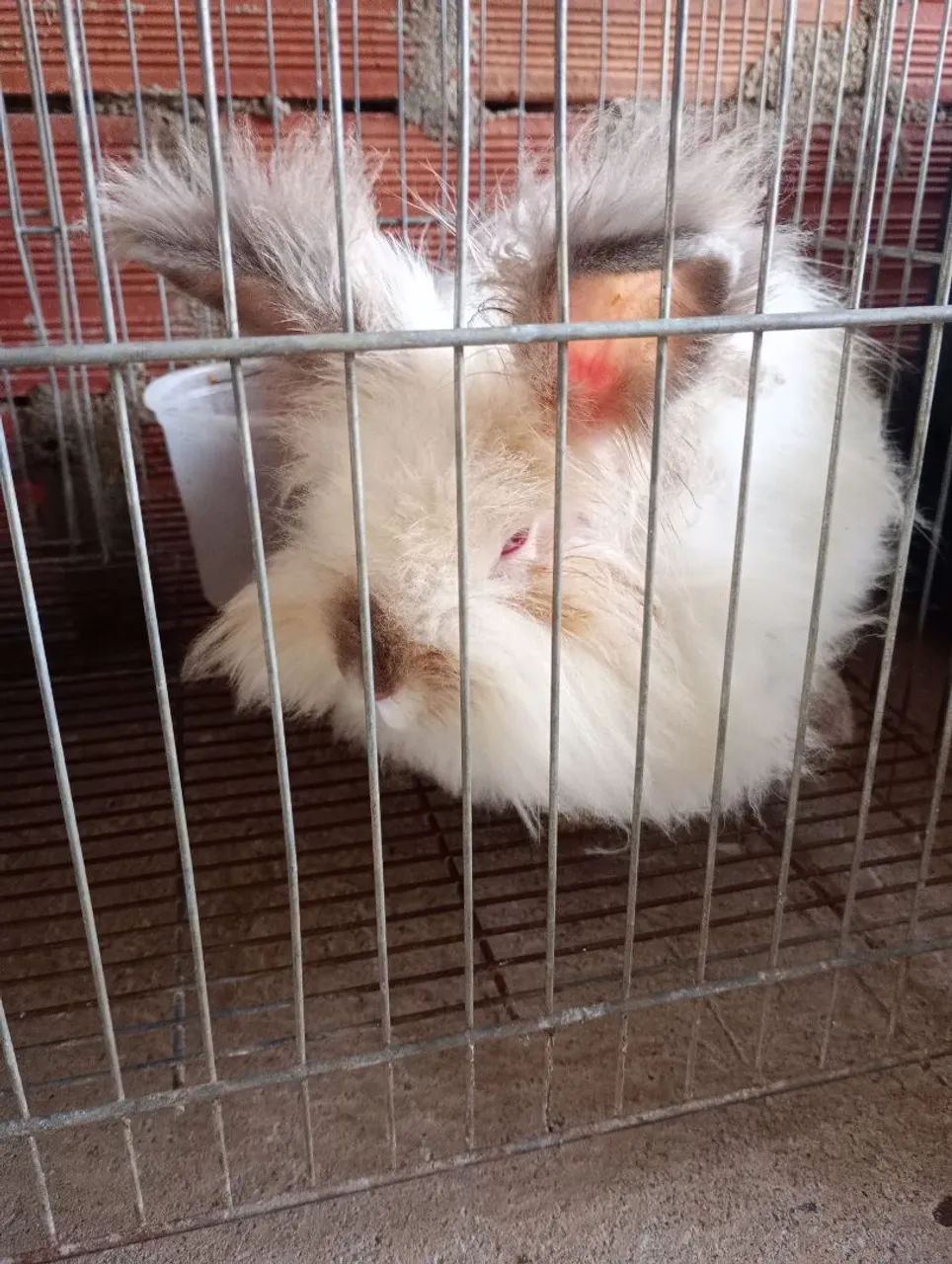 Coelhos  - Foto 3