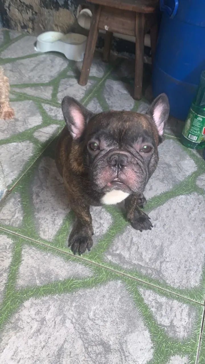 Buldogue francês original  - Foto 4