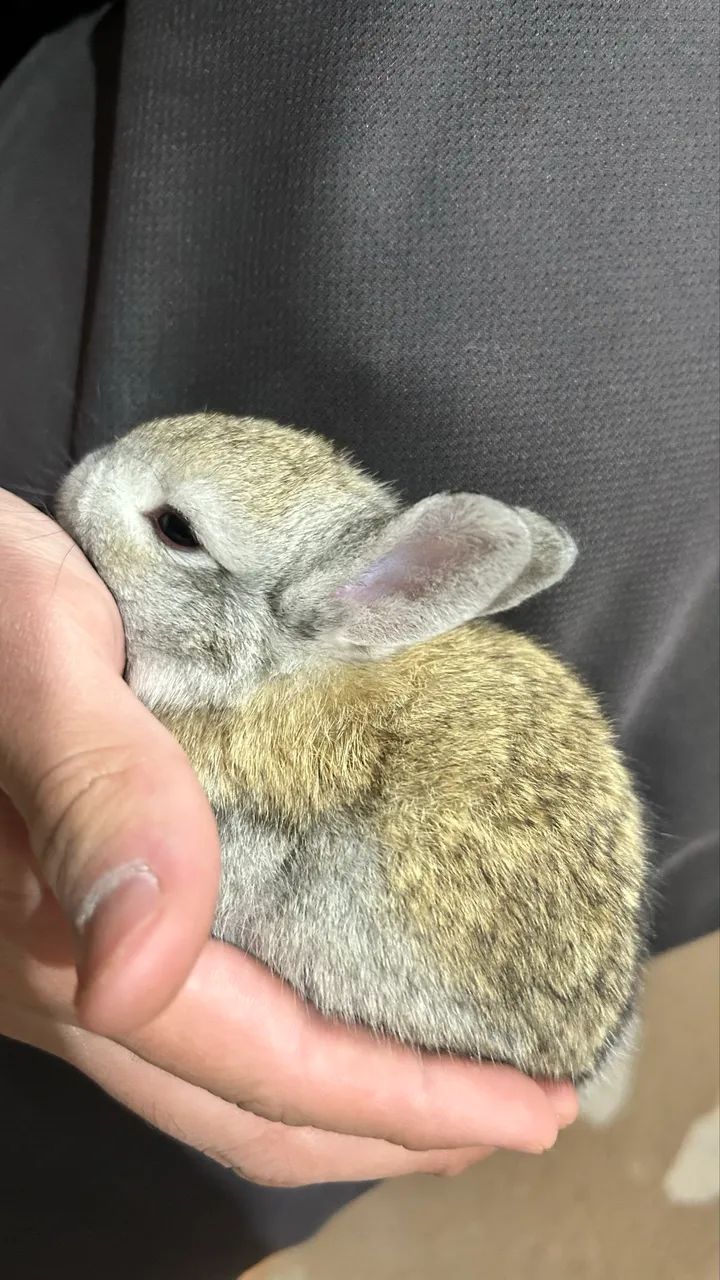 *FILHOTES DE COELHOS* - Foto 6
