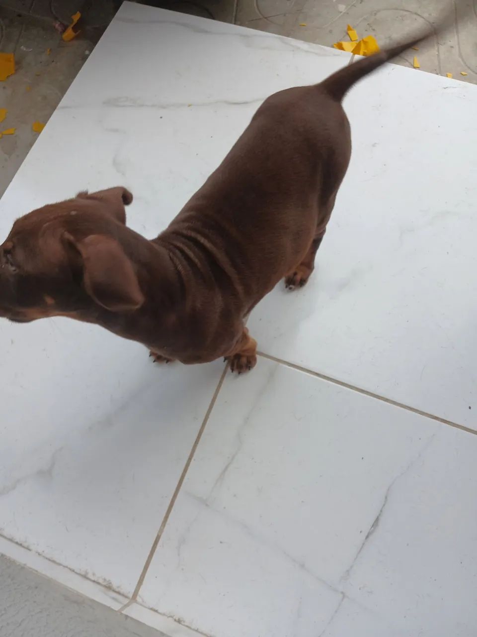 Pitbull filhote  - Foto 2