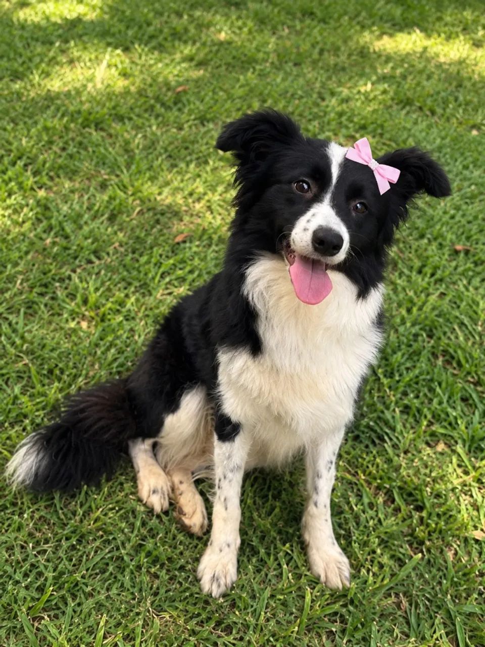 Fêmea de Border collie  - Foto 3