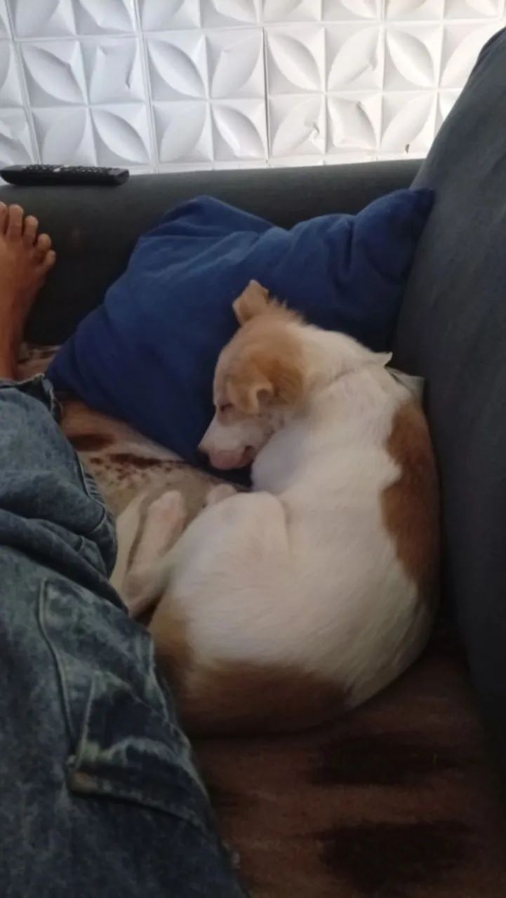 Vende-se cachorrinho  - Foto 5