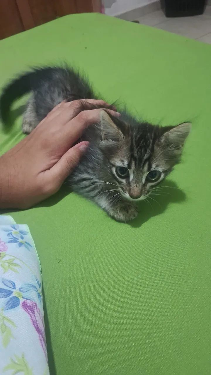 Doando gato