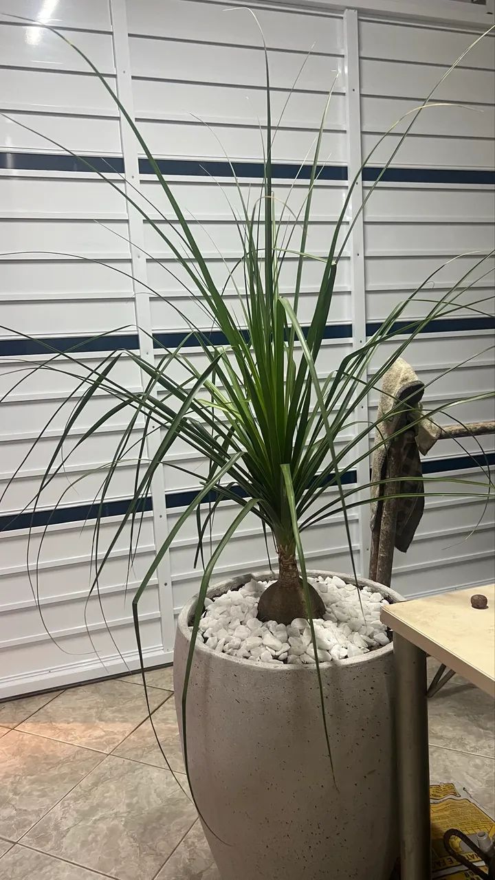 Planta pata de elefante
