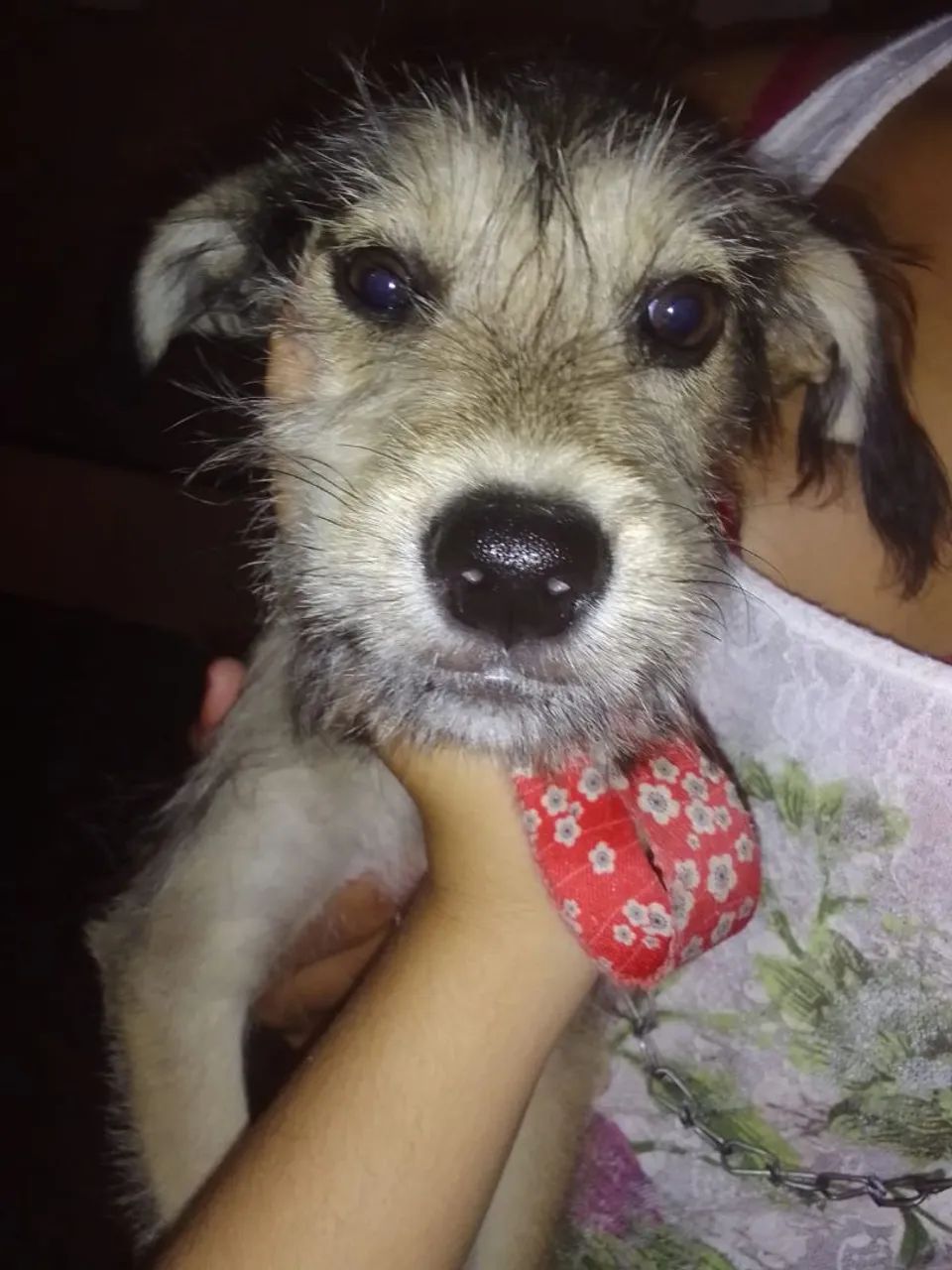 cachorro a doação ? - Foto 3