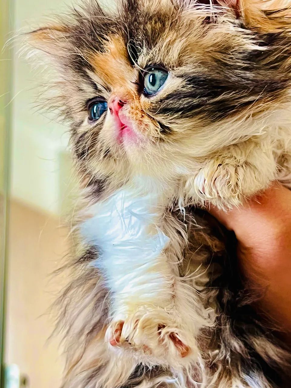 Filhotes de Gato PERSA 100% PUROS