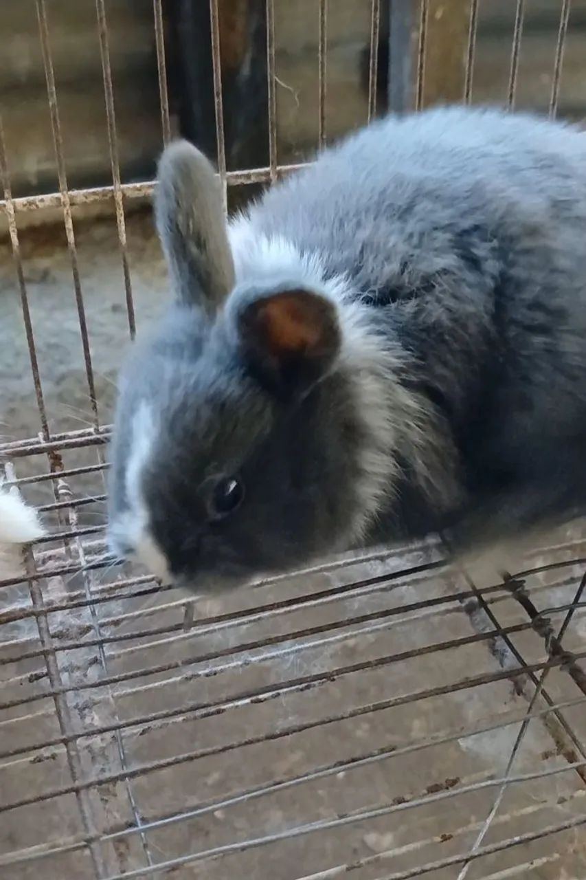 Mini Coelho  - Foto 2