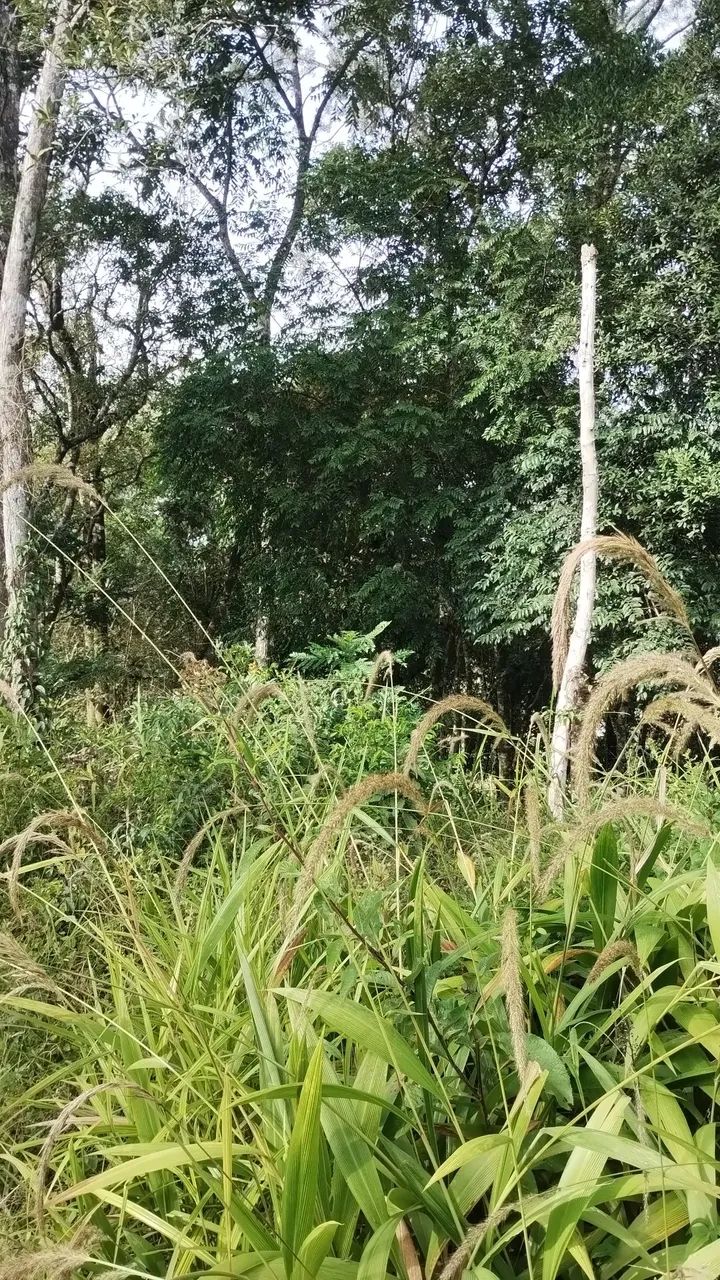 Vendo excelentes terrenos a partir de 200 m2 - Foto 3