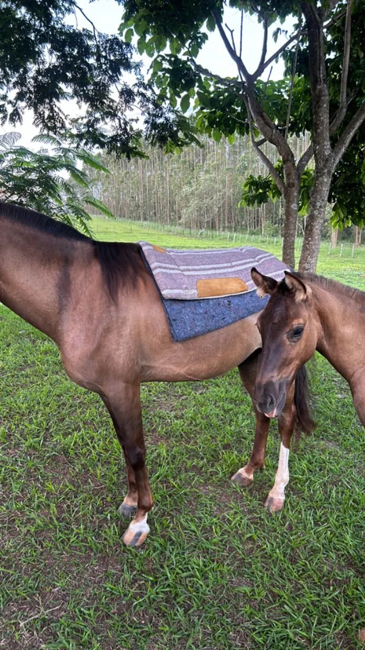 Égua Mangalarga e campolina  - Foto 2