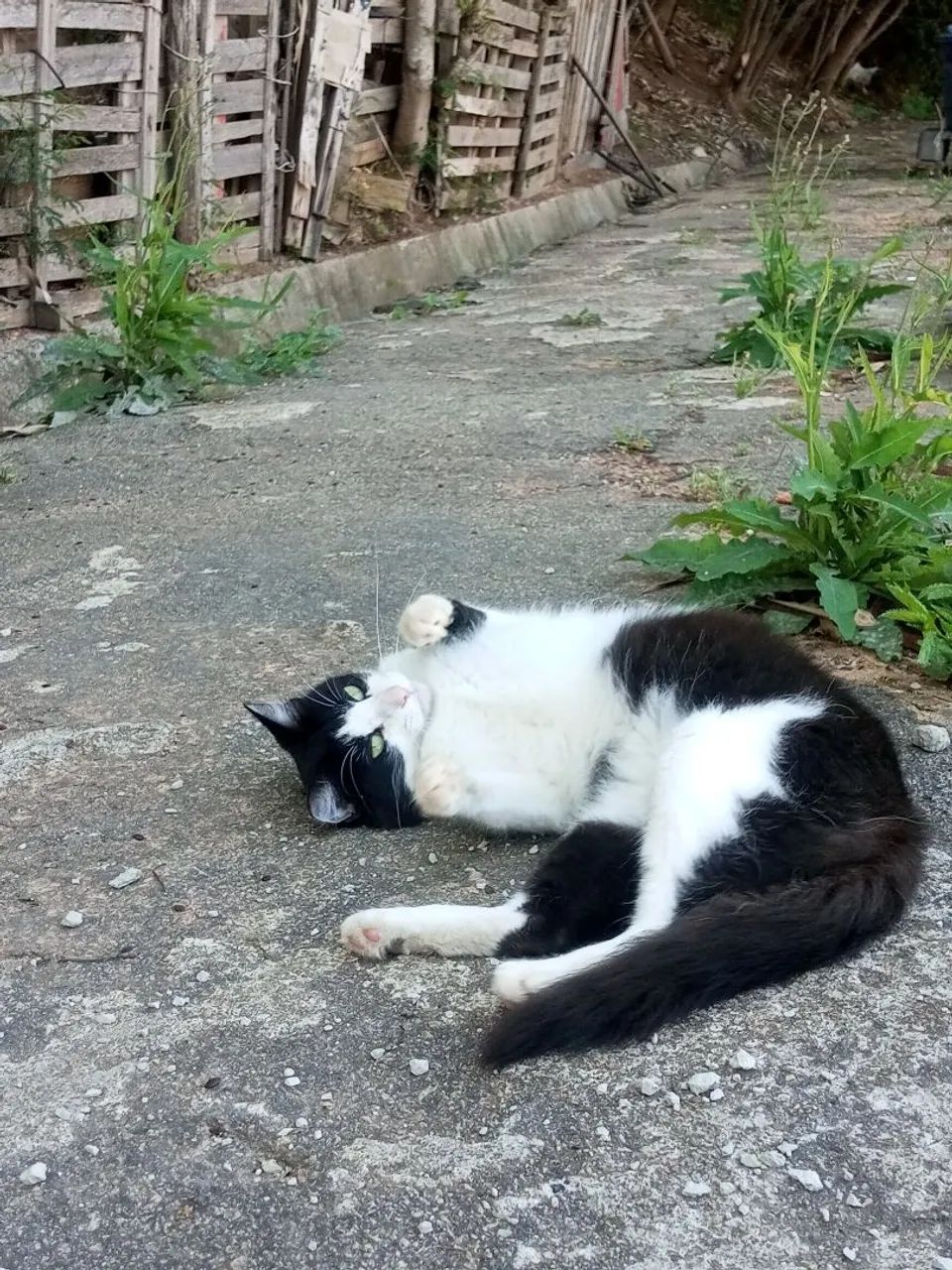 Pet - Foto 5