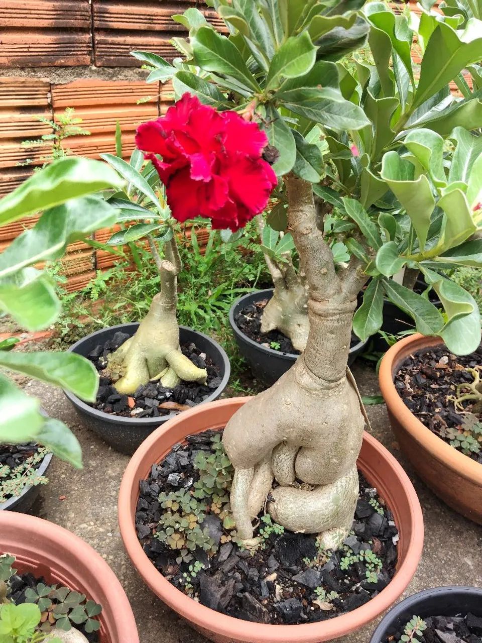 Rosas do Deserto