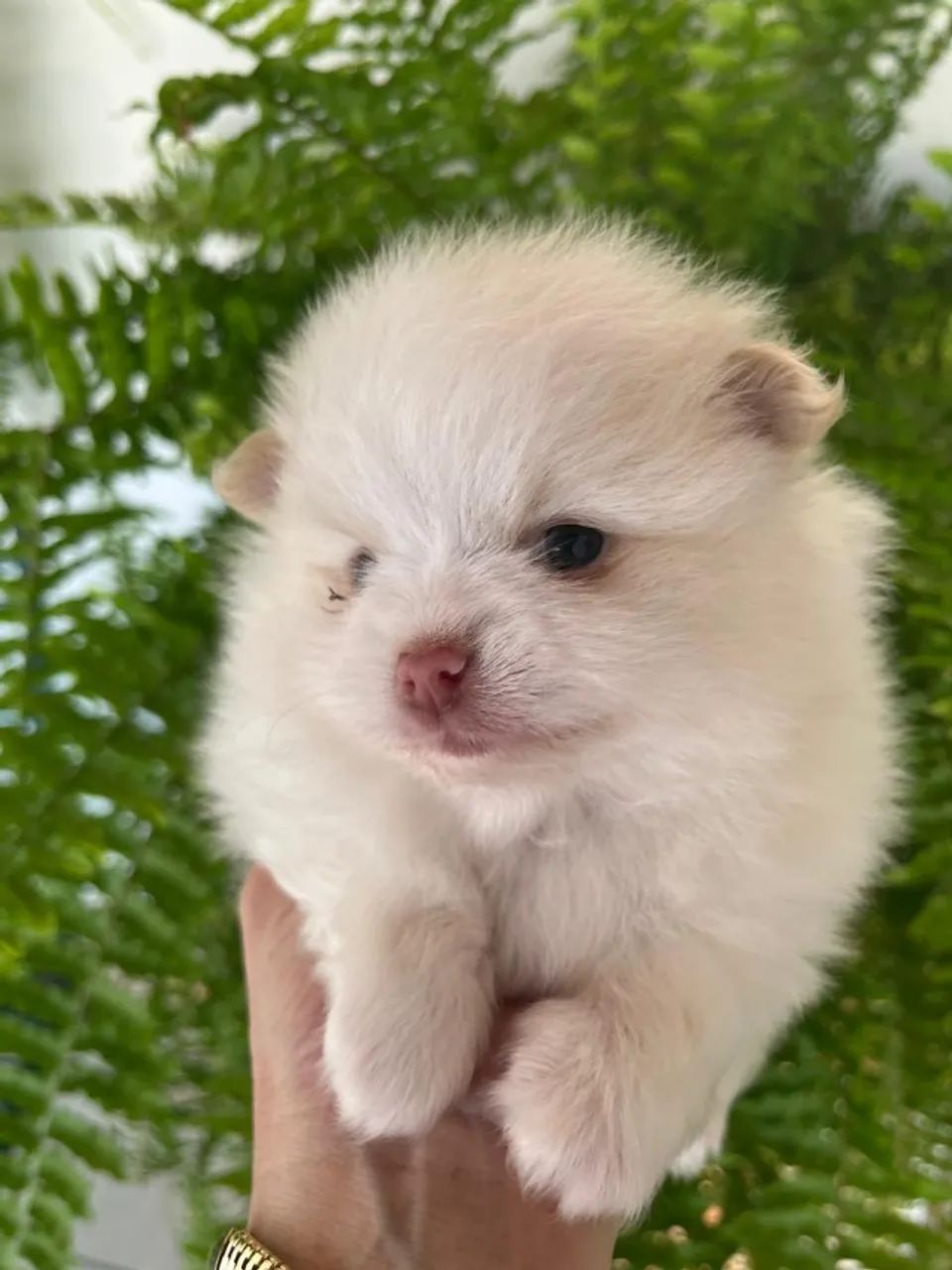 FILHOTES DE SPITZ ALEMÃO