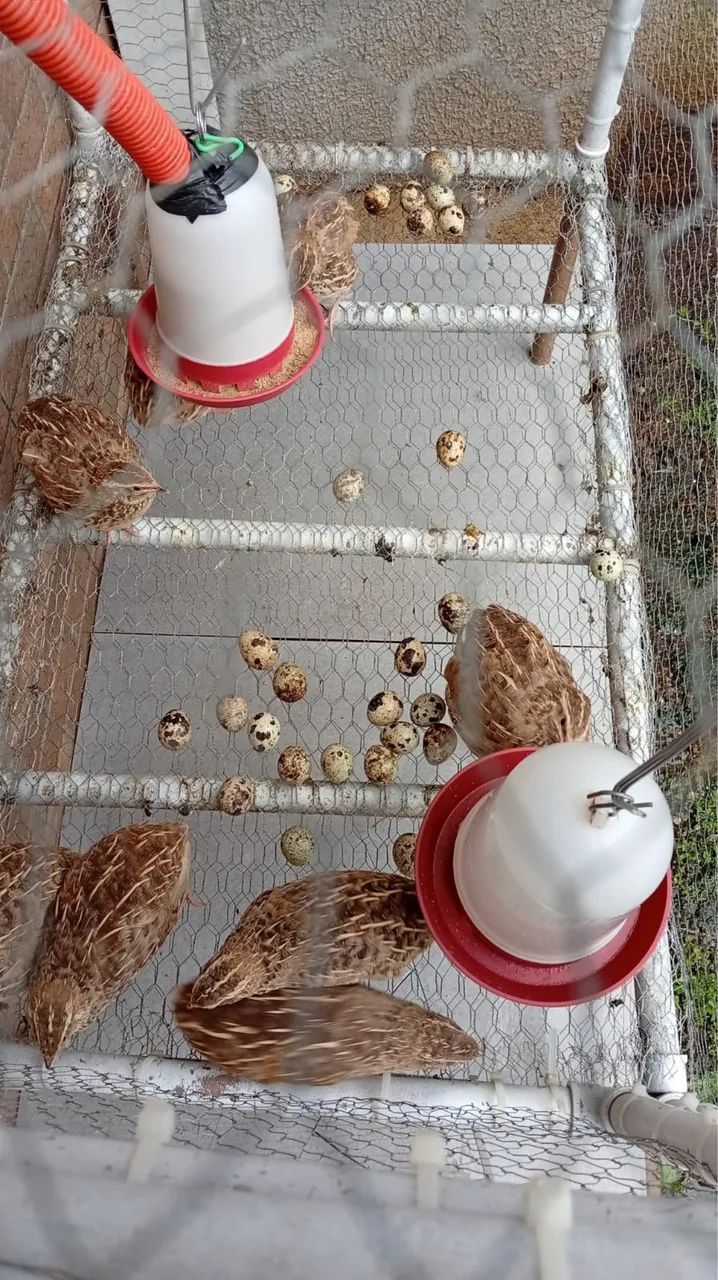 Vendo codornas com gaiola  - Foto 2
