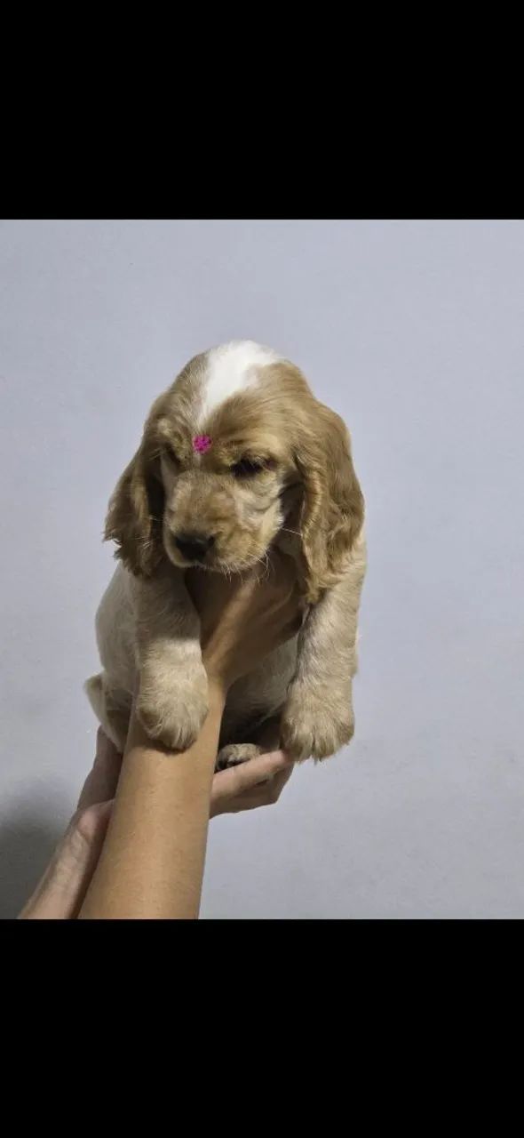 Filhote cocker spaniel inglês - Foto 4