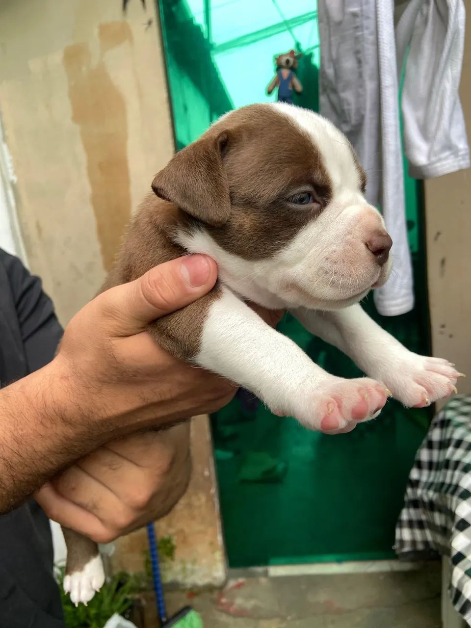 American bully  - Foto 3