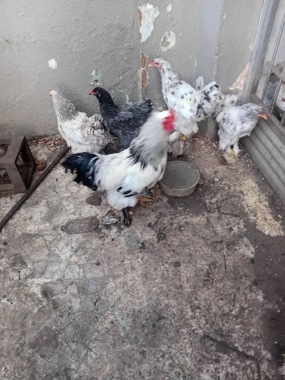 Vendo galinhas da raça Brahma 