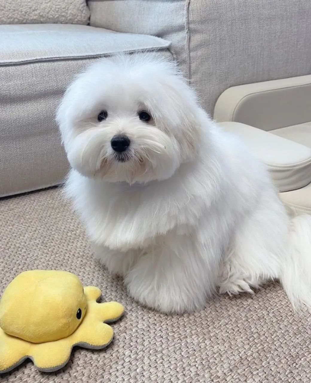 Coton de Tulear
