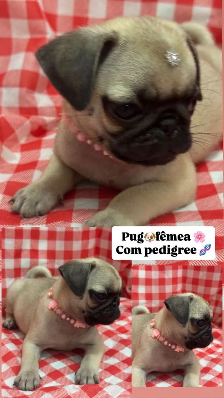Pug