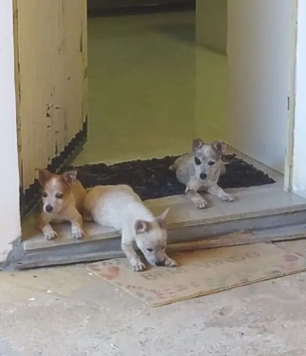 CÃO BOIADEIRO  - Foto 2