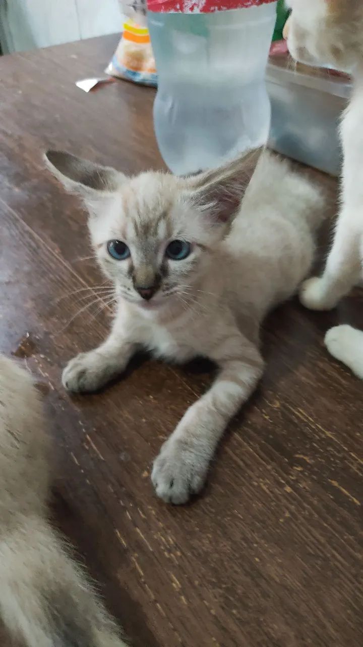 Doa se Filhotes de Gato  - Foto 4