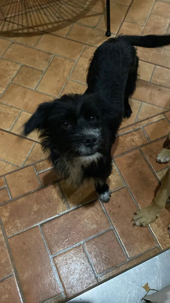 Adoção responsável cachorro alegre  - Foto 5